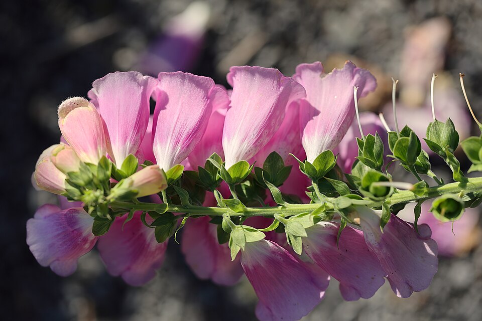 Digitalis purpurea 'Excelsior' (Excelsior Foxglove) (alternate view 5)