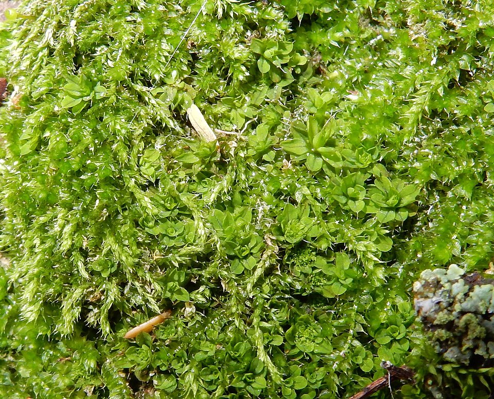 Syntrichia (alternate view 8)