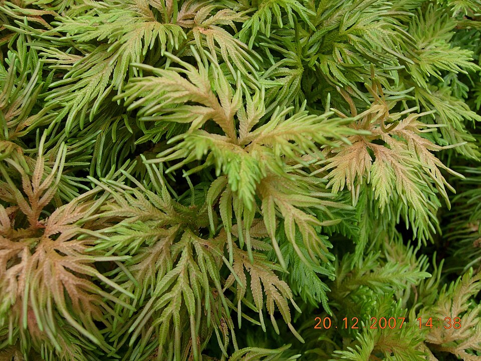 Selaginella (Spikemosses) (alternate view 7)