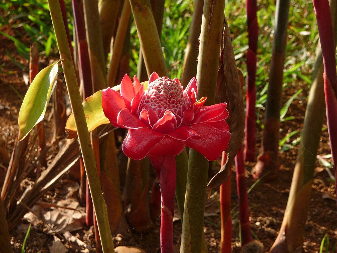 Etlingera elatior, Torch ginger — clumping evergreen (Zingiberaceae) (image 4 of 10)