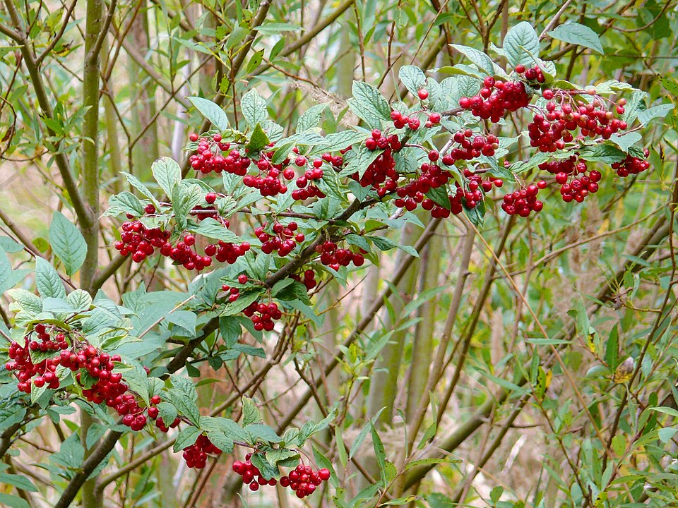 Cotoneaster bullatus (hollyberry cotoneaster) (alternate view 9)