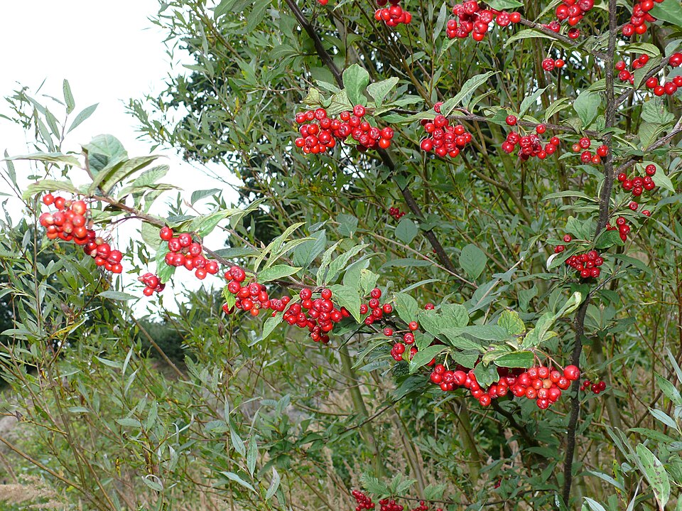 Cotoneaster bullatus (hollyberry cotoneaster) (alternate view 10)