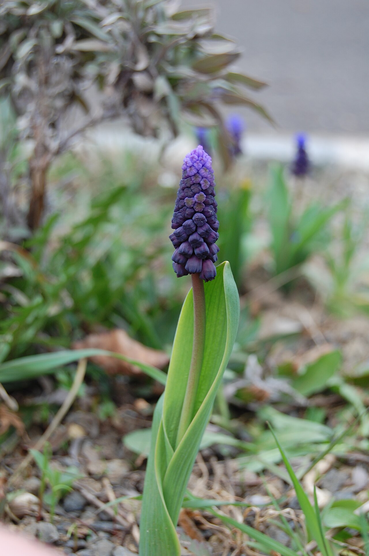 Muscari latifolium (Broad-leaved Grape Hyacinth)