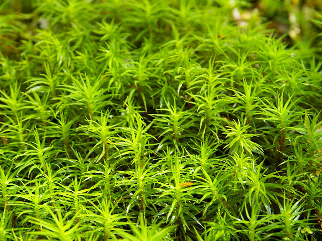 Polytrichum formosum (Bank Haircap Moss)