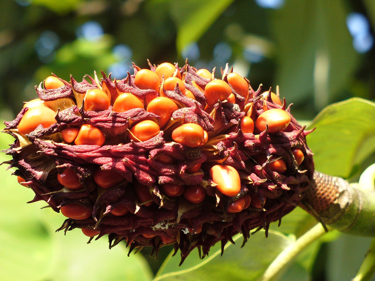 Magnolia obovata, Japanese bigleaf magnolia — upright deciduous (Magnoliaceae) (image 9 of 10)