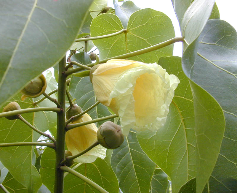 Thespesia populnea, Milo — spreading evergreen (Malvaceae) (image 5 of 10)