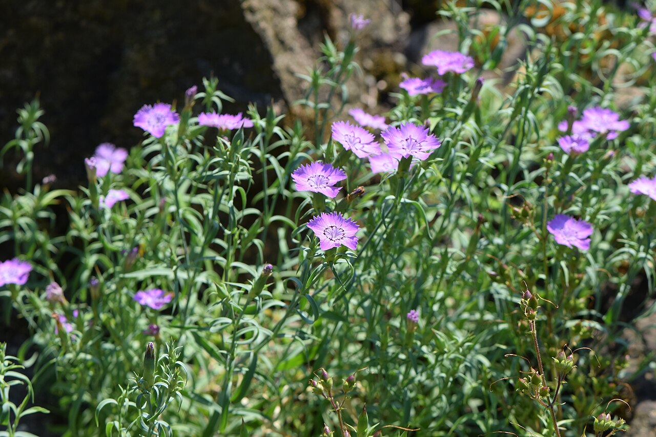Dianthus chinensis, China pink — mounding semi-evergreen (Caryophyllaceae) (image 10 of 10)