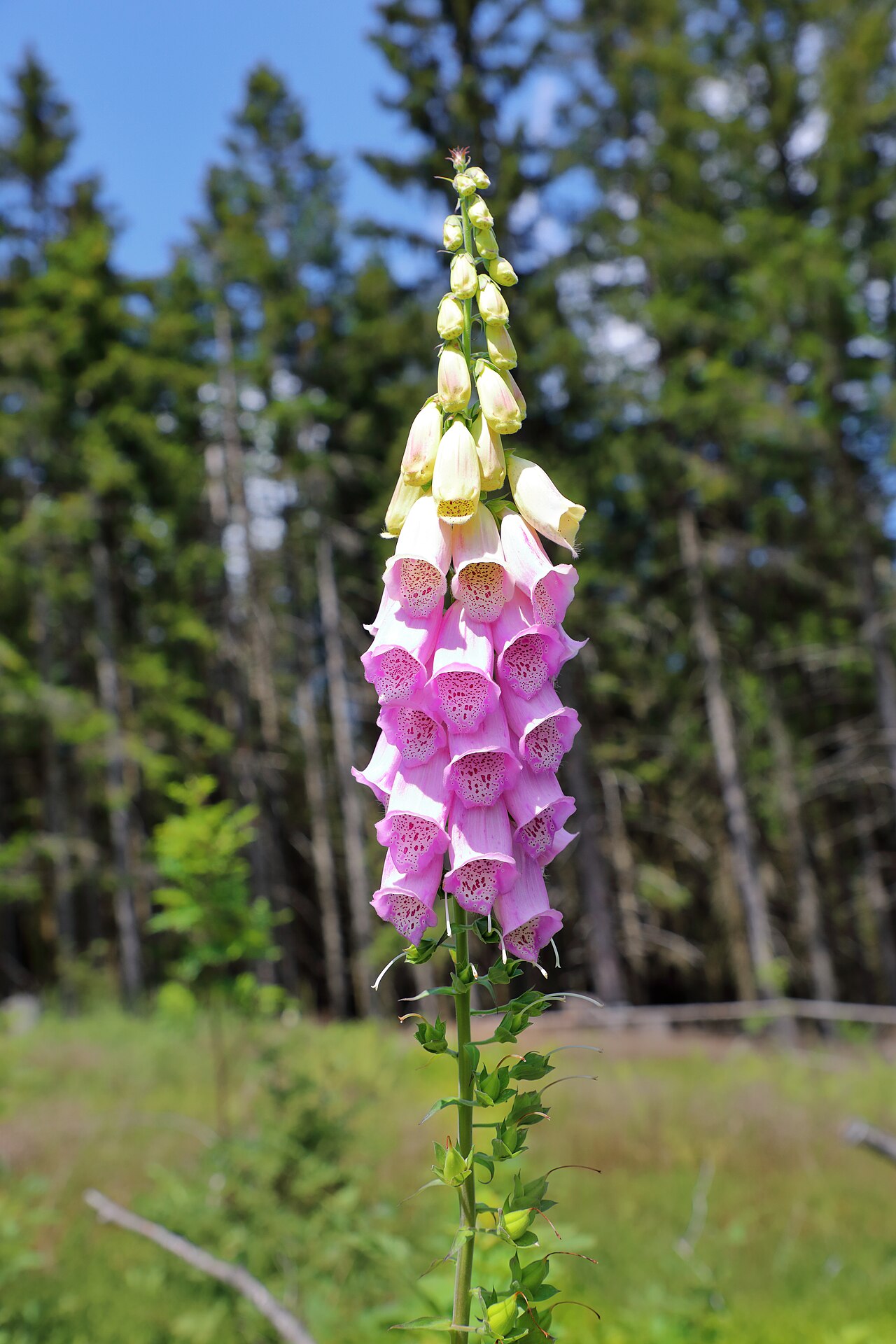 Digitalis (Foxglove)