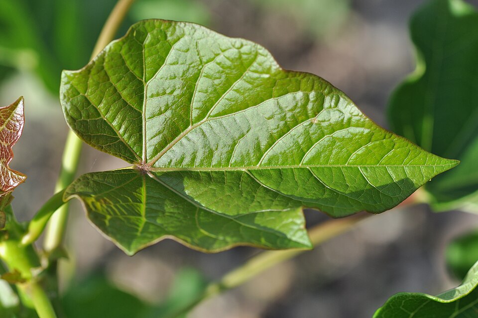 Datura stramonium (jimsonweed)