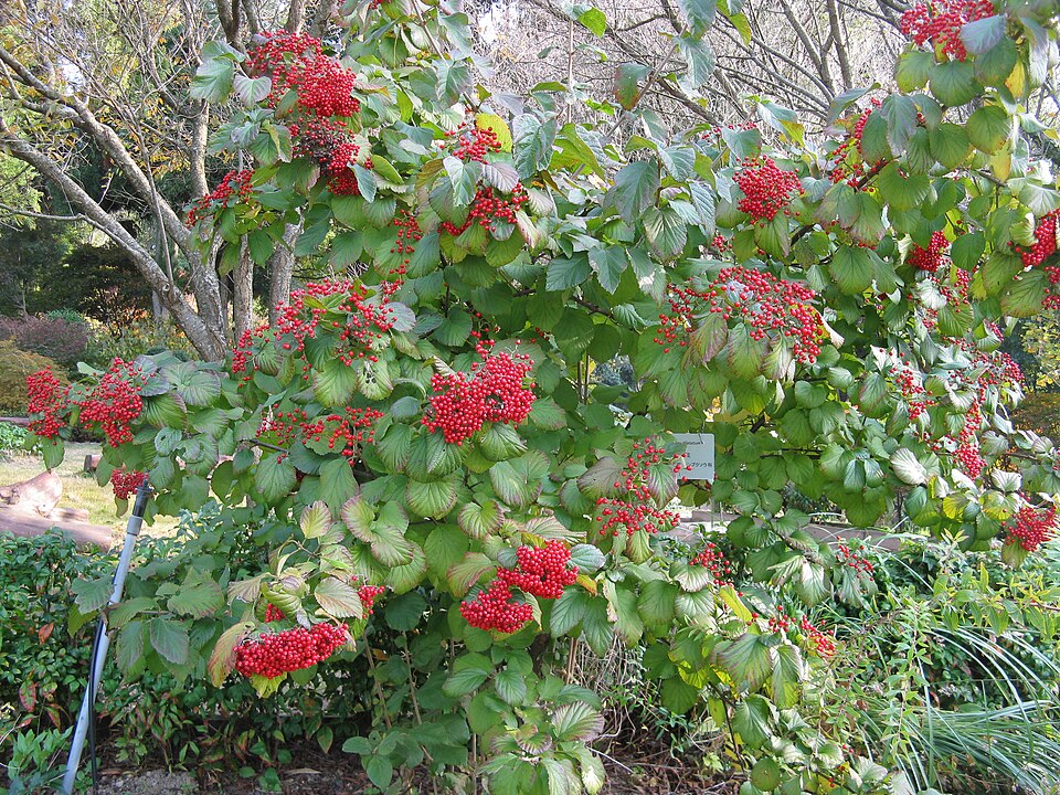 Viburnum dilatatum (linden viburnum) (alternate view 3)