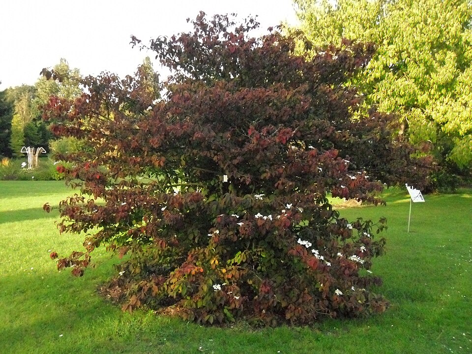 Viburnum davidii (David viburnum) (alternate view 9)