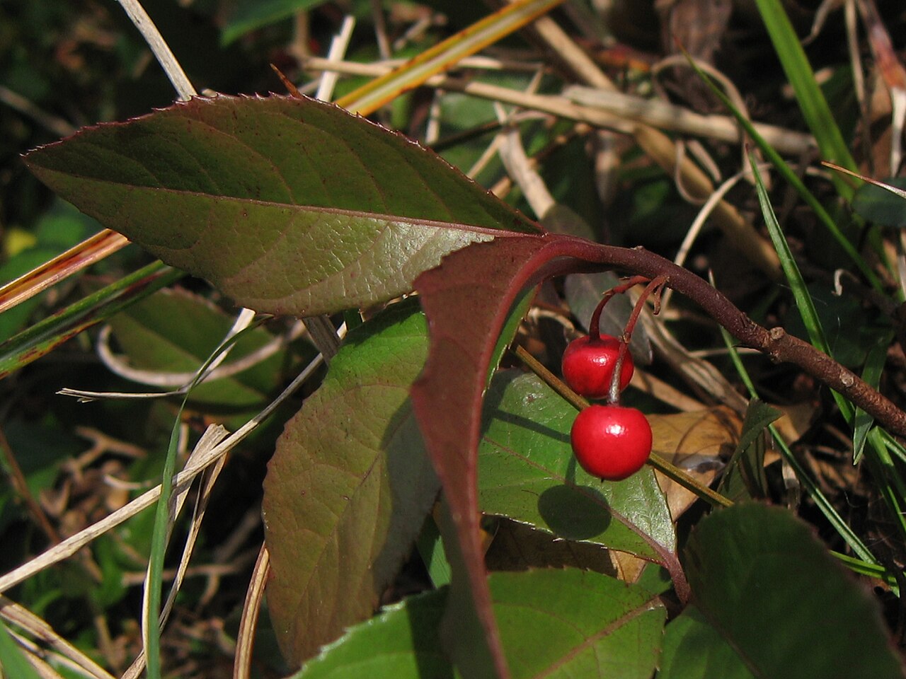 Ardisia japonica, Marlberry — spreading evergreen (Primulaceae) (image 2 of 10)