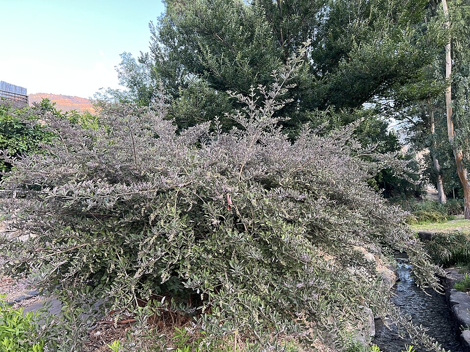 Vitex (Chastetrees) (alternate view 2)