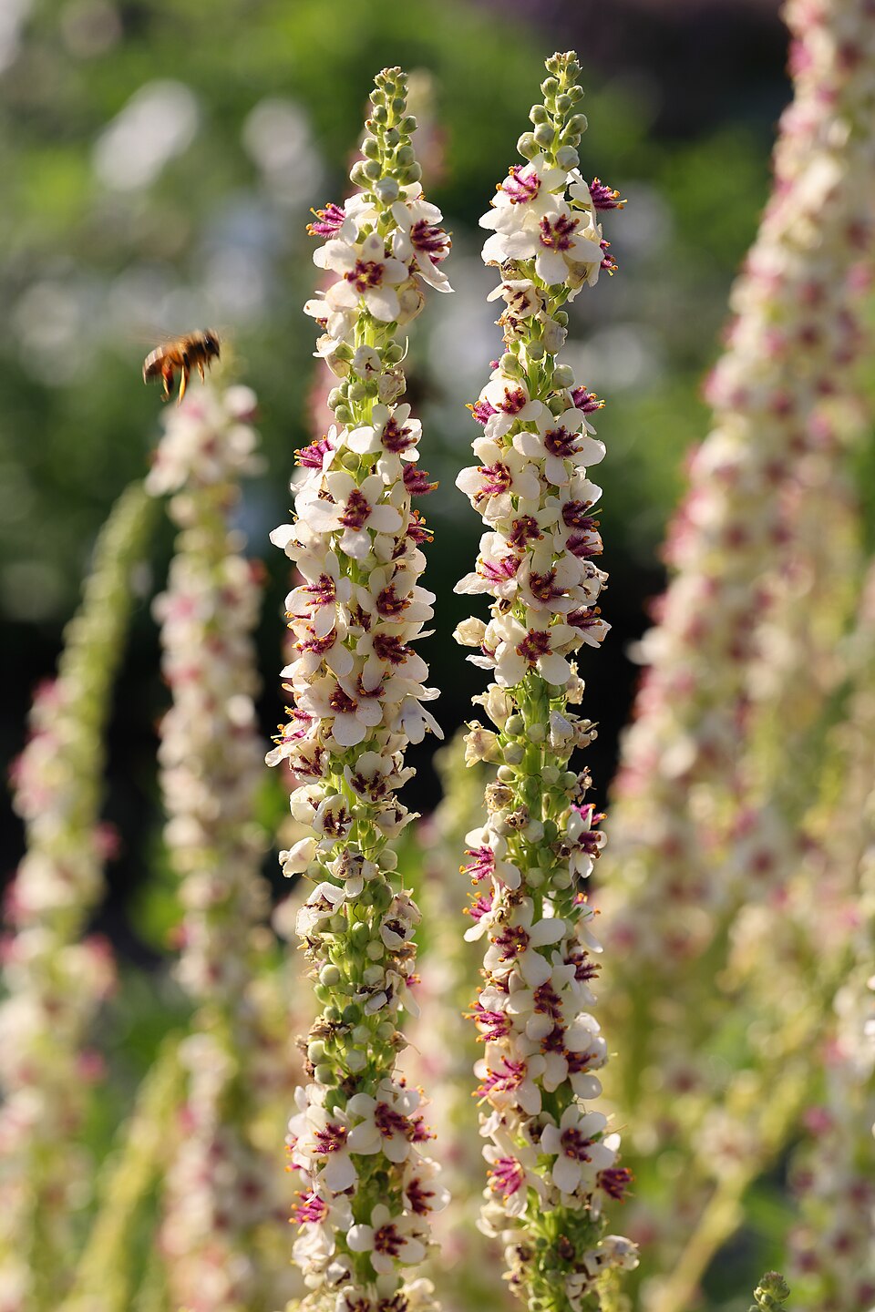 Verbascum chaixii 'Wedding Candles' (Wedding Candles Mullein)