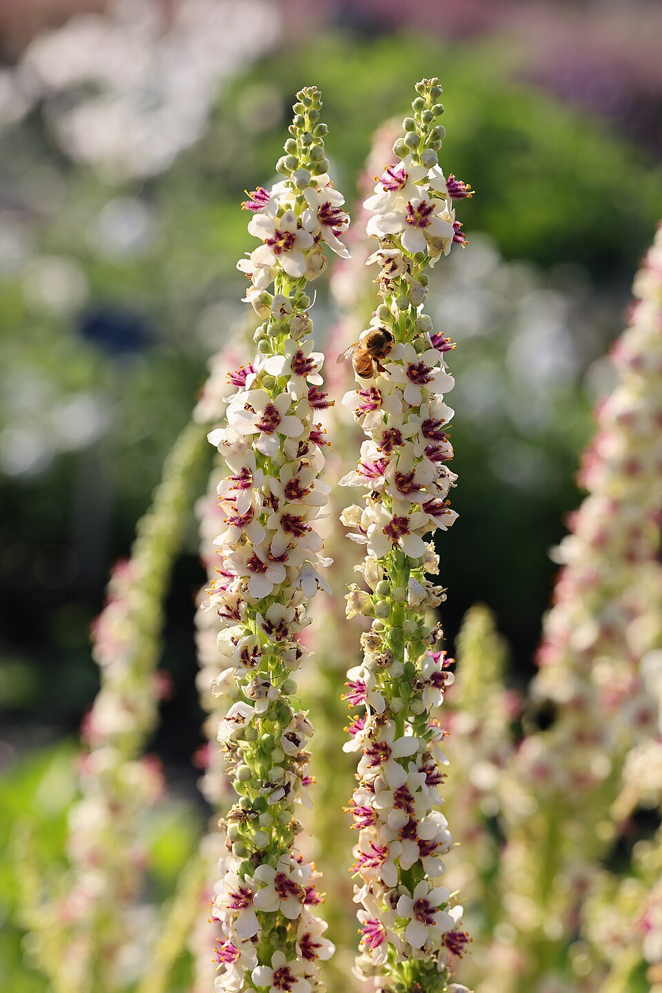 Verbascum chaixii 'Wedding Candles' (Wedding Candles Mullein) (alternate view 2)