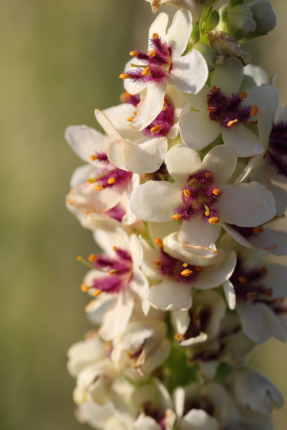 Verbascum chaixii 'Wedding Candles' (Wedding Candles Mullein) (alternate view 3)