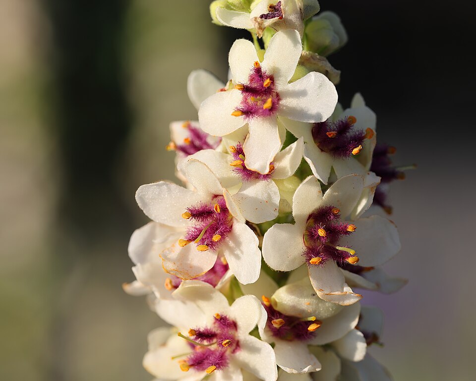 Verbascum chaixii 'Wedding Candles' (Wedding Candles Mullein) (alternate view 4)