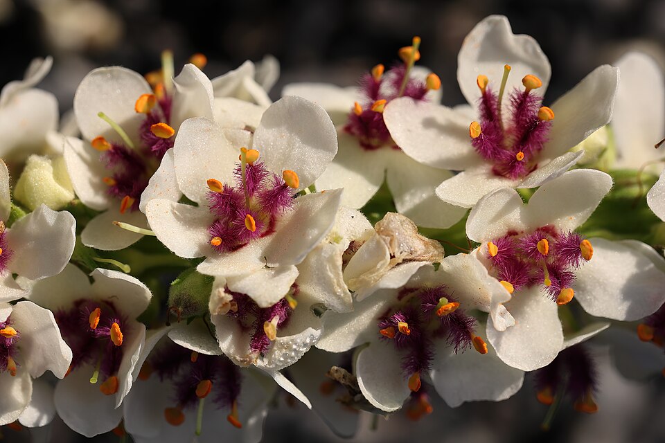 Verbascum chaixii 'Wedding Candles' (Wedding Candles Mullein) (alternate view 5)