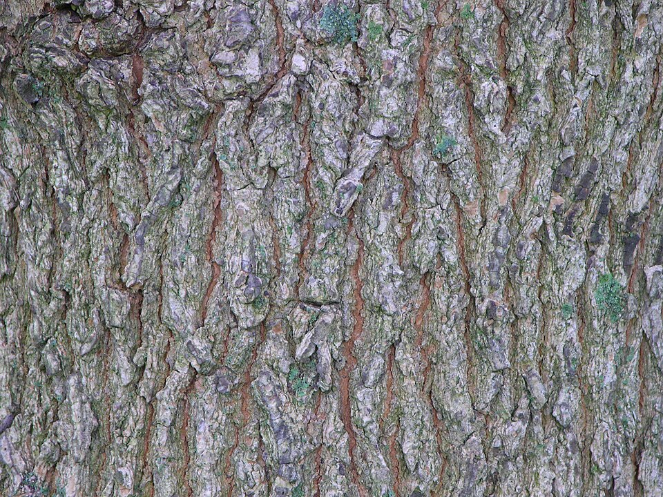 Acer truncatum (Shantung Maple) (alternate view 7)