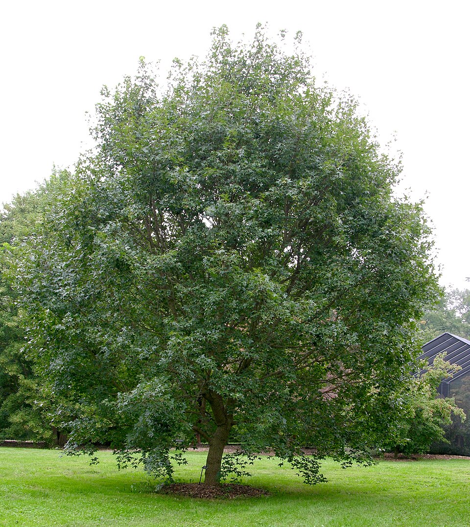 Acer truncatum (Shantung Maple) (alternate view 8)