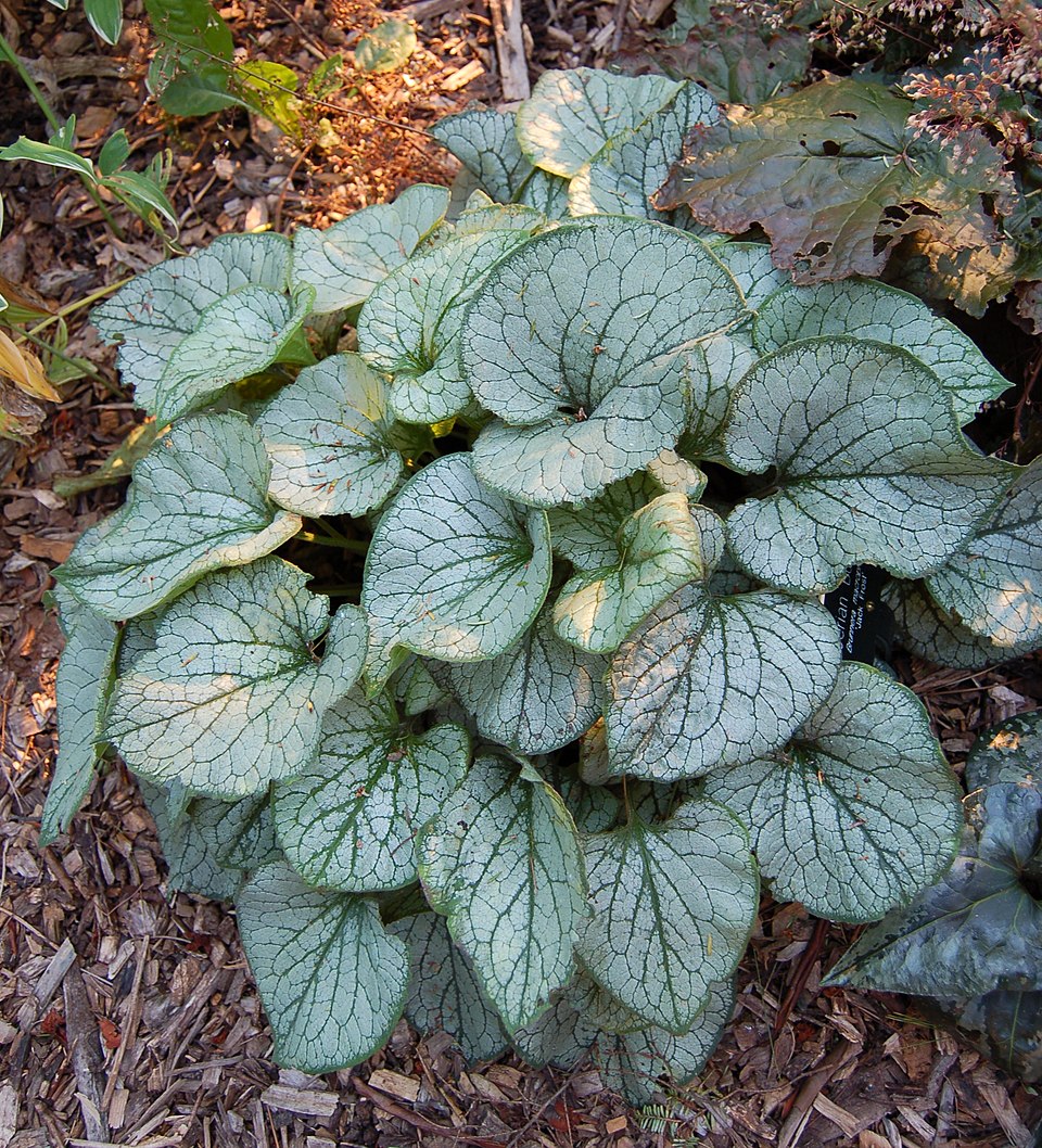 Brunnera macrophylla 'Jack Frost' (Jack Frost Heartleaf Brunnera)
