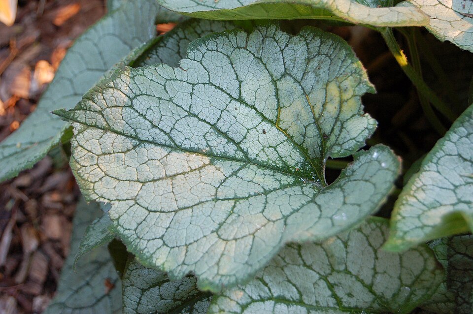 Brunnera macrophylla 'Jack Frost' (Jack Frost Heartleaf Brunnera) (alternate view 2)