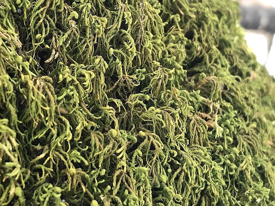 Pseudanomodon attenuatus (tree-skirt moss) (alternate view 6)