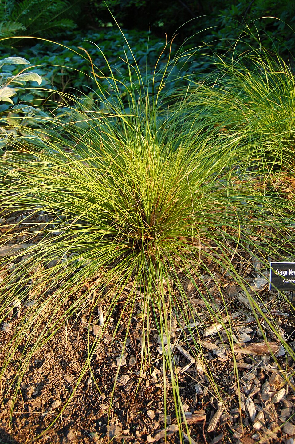 Carex testacea (orange New Zealand sedge) (alternate view 6)
