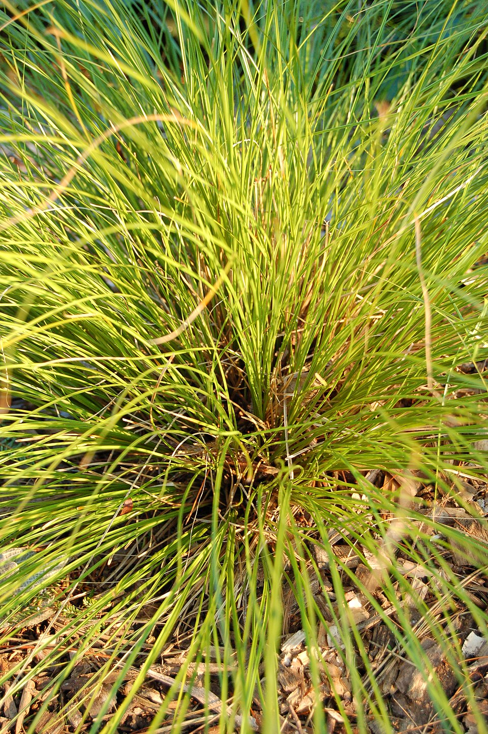 Carex testacea (orange New Zealand sedge) (alternate view 7)