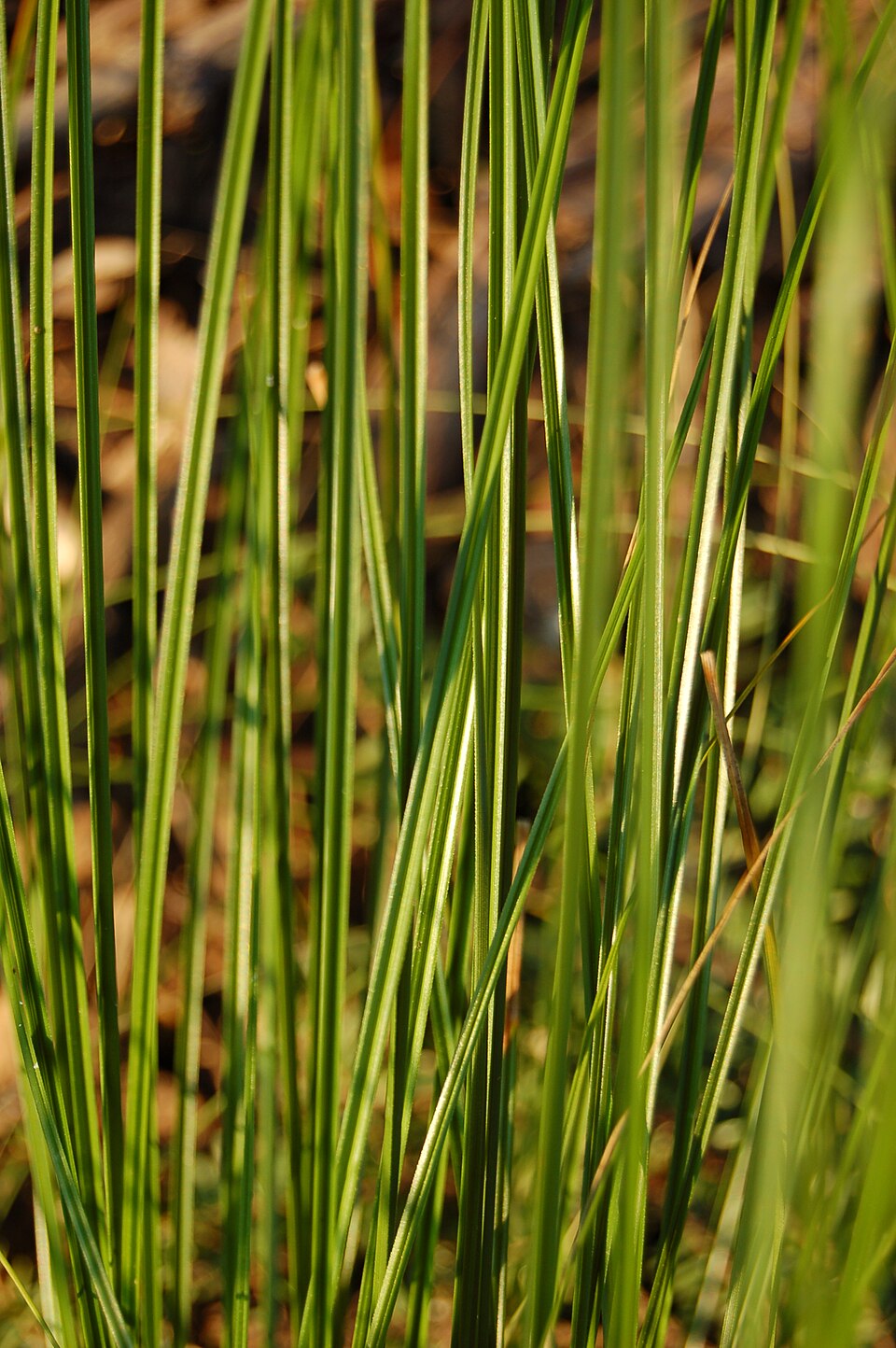 Carex testacea (orange New Zealand sedge) (alternate view 8)