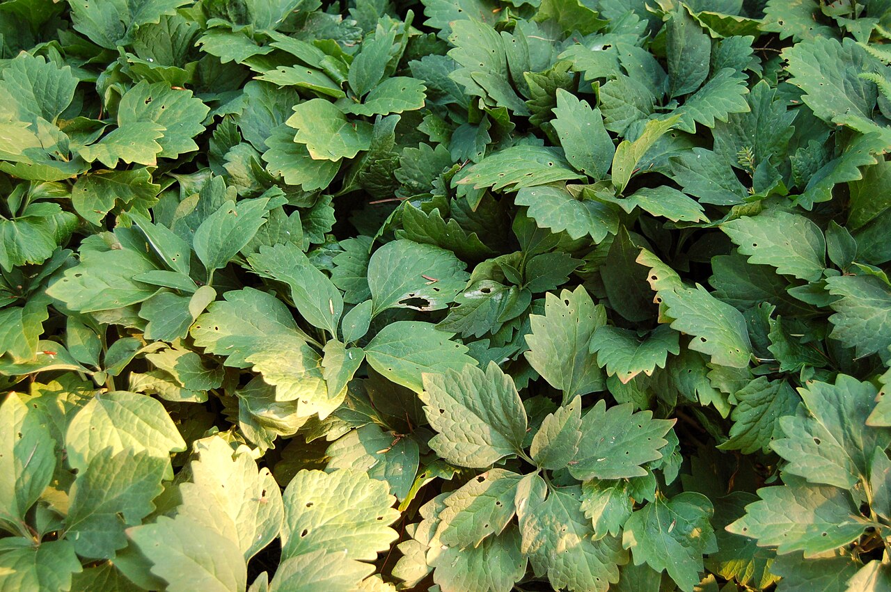 Pachysandra procumbens (Allegheny Spurge)