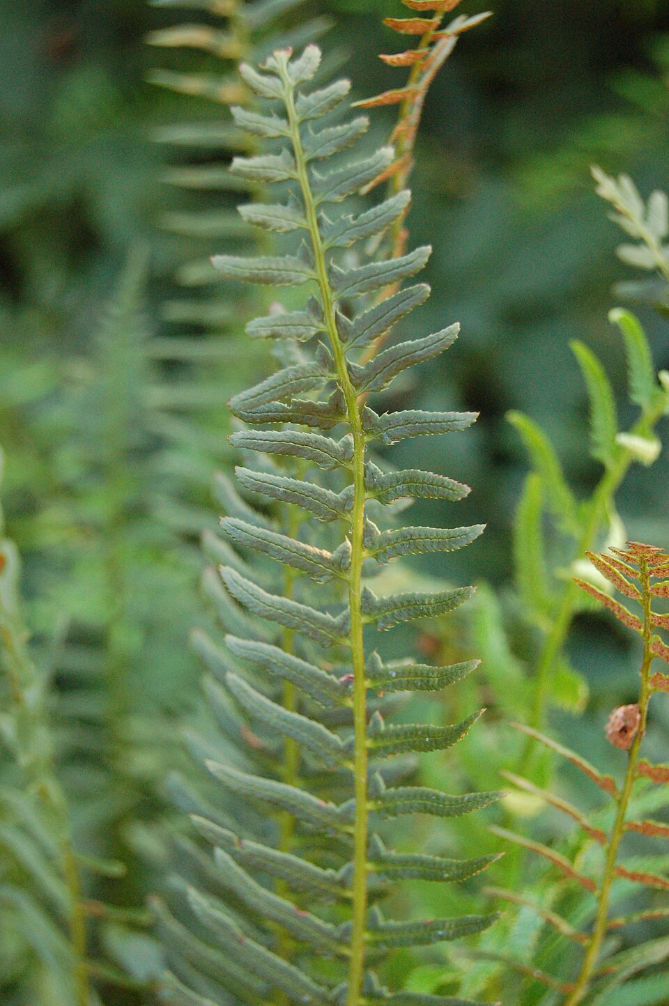 Polystichum acrostichoides (Christmas Fern) (alternate view 5)