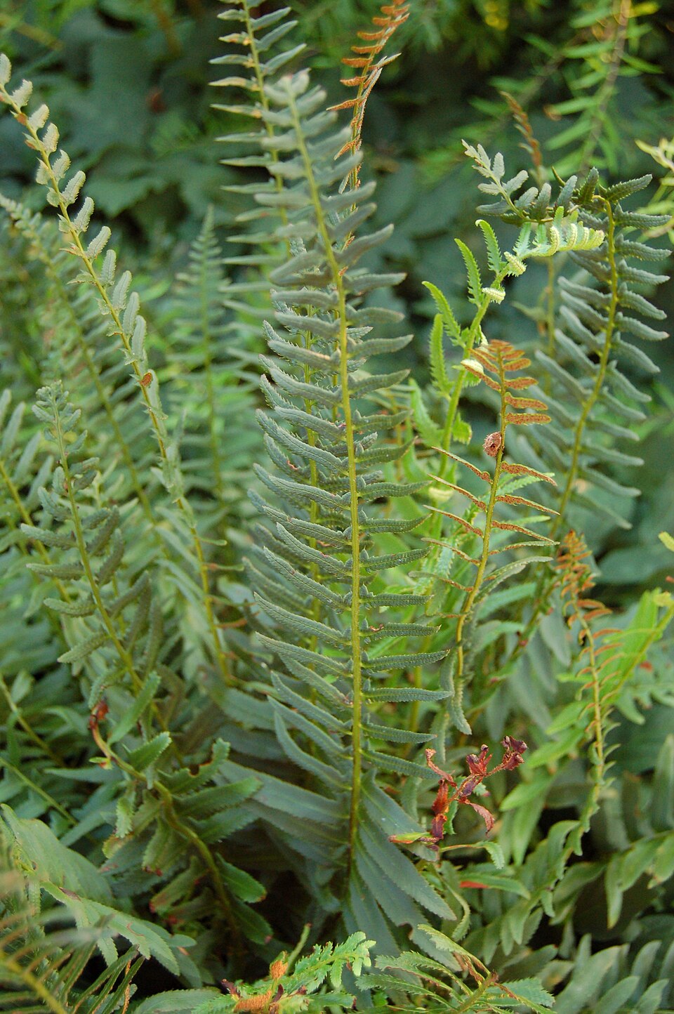 Polystichum acrostichoides (Christmas Fern) (alternate view 6)
