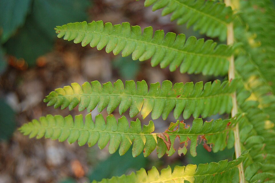 Osmundastrum cinnamomeum (Cinnamon Fern) (alternate view 6)