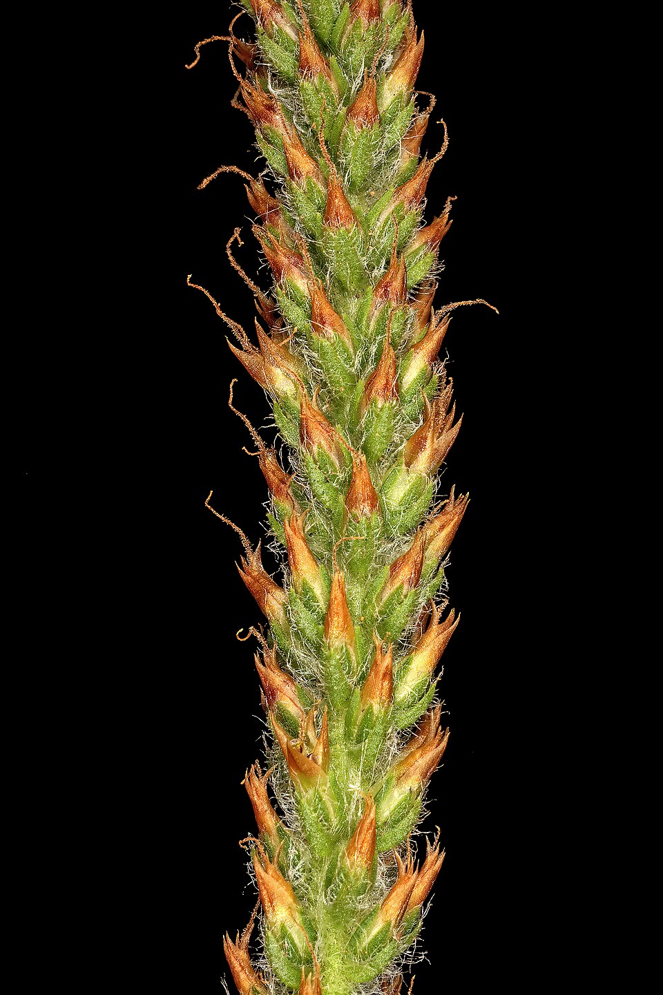 Plantago virginica (dwarf plantain)