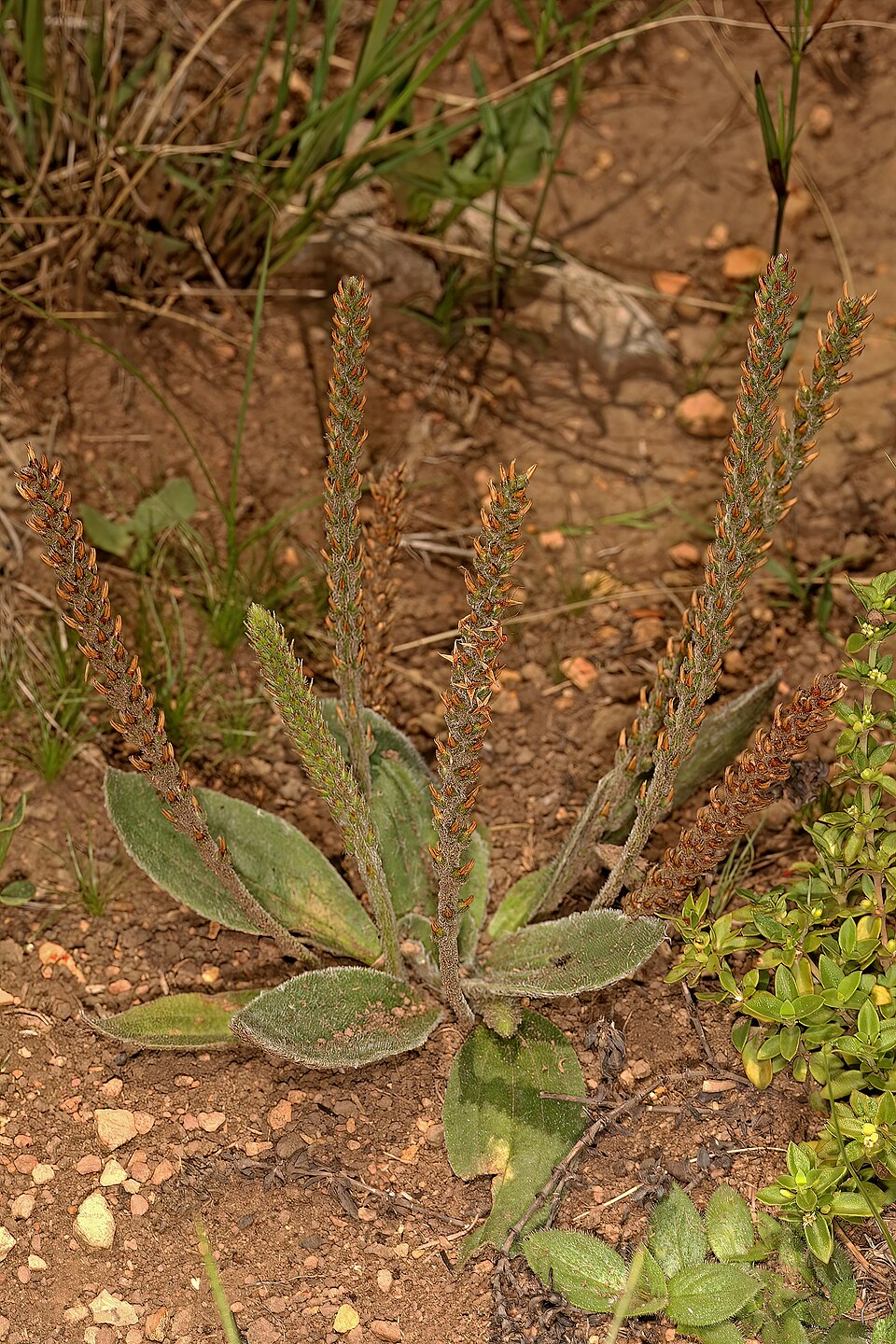 Plantago virginica (dwarf plantain) (alternate view 2)