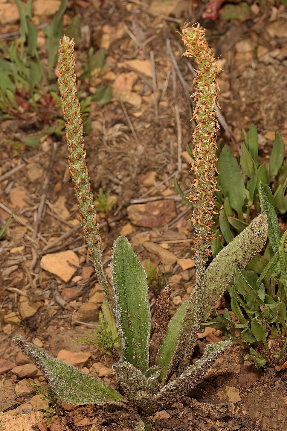 Plantago virginica (dwarf plantain) (alternate view 3)