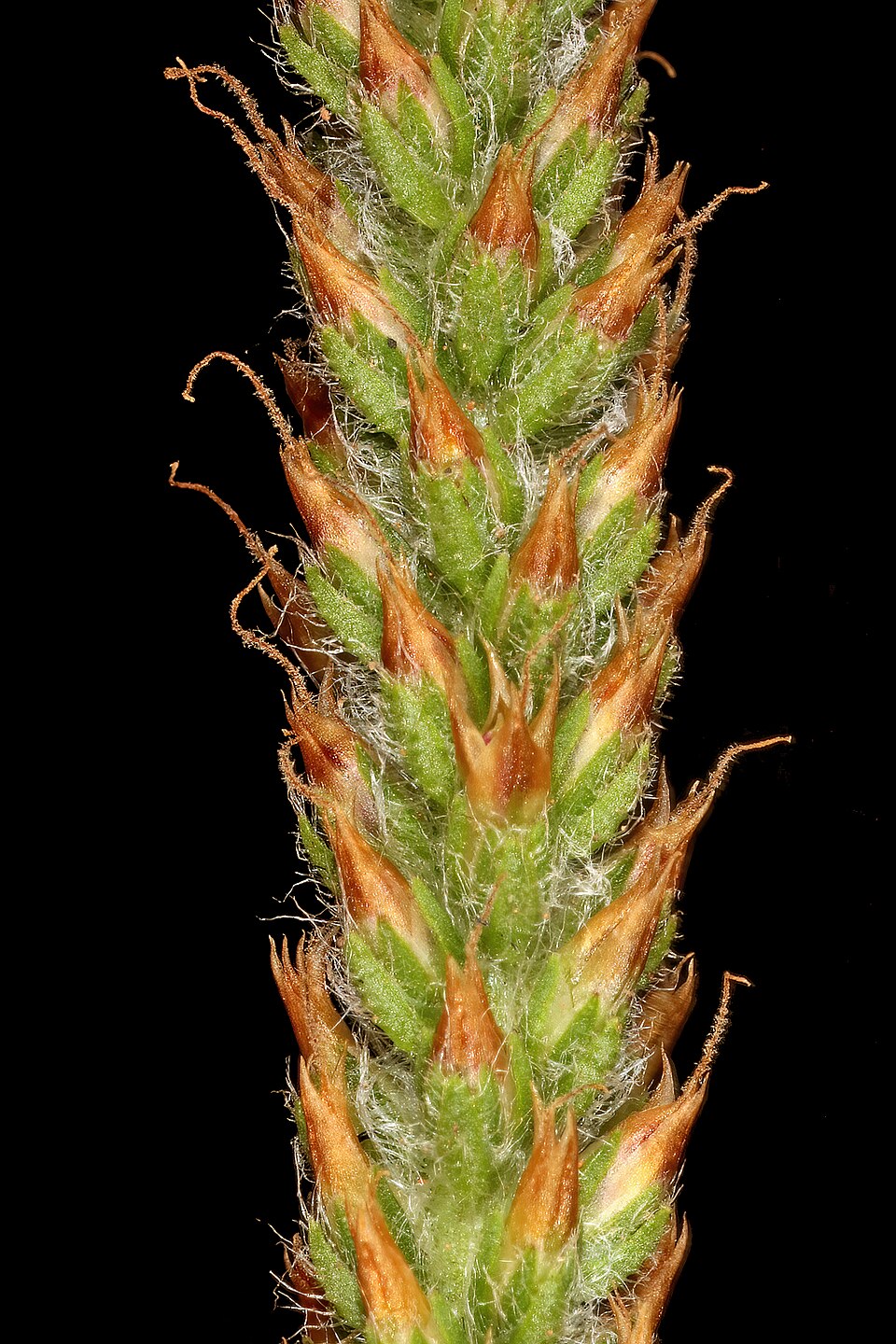 Plantago virginica (dwarf plantain) (alternate view 4)