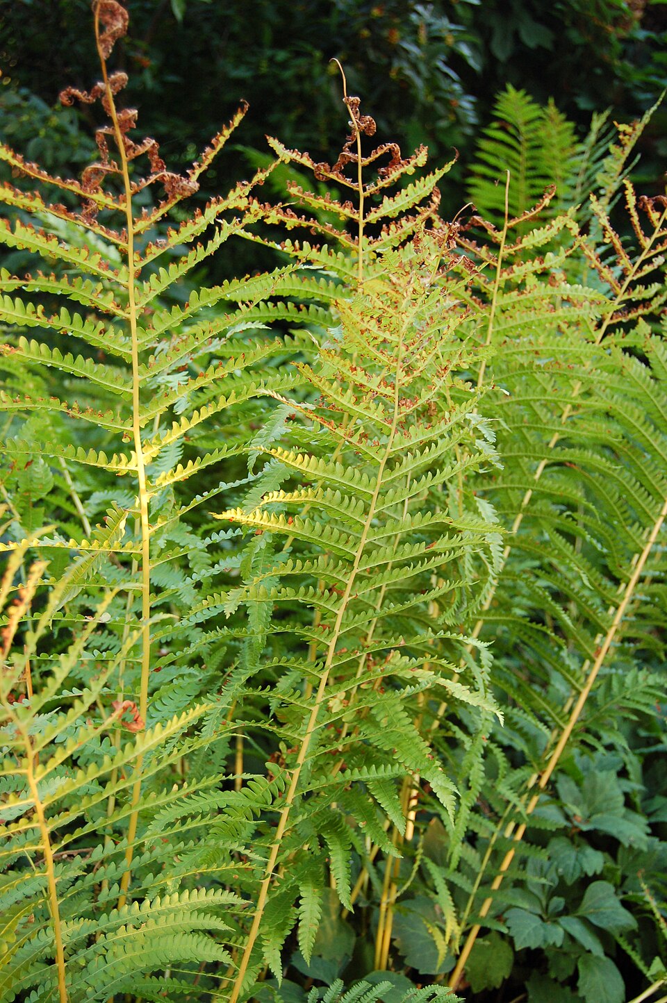 Osmundastrum cinnamomeum (Cinnamon Fern) (alternate view 7)