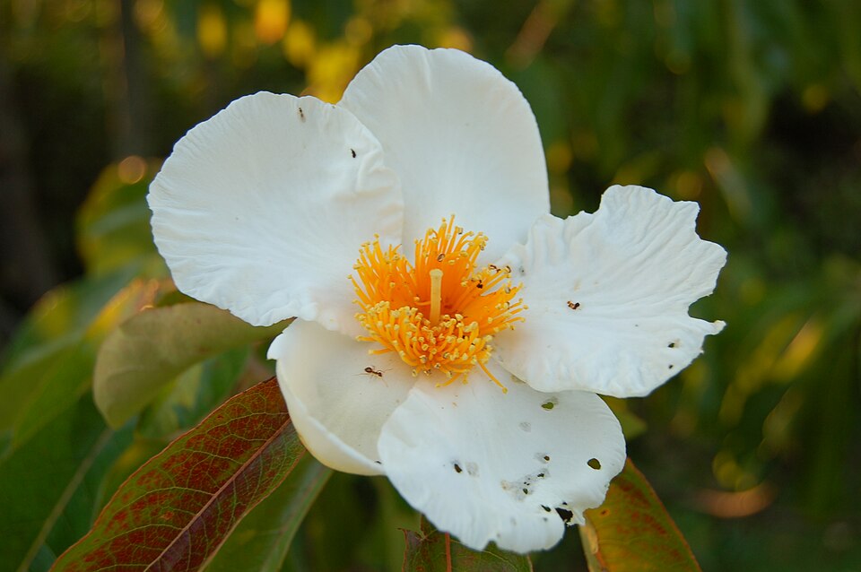 Franklinia alatamaha (franklinia)