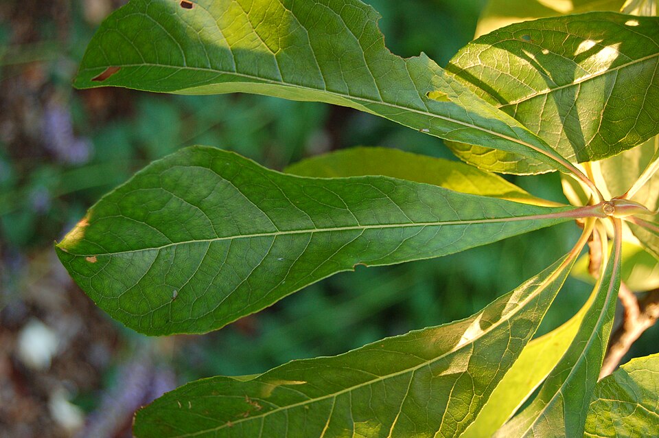 Franklinia alatamaha (franklinia) (alternate view 2)