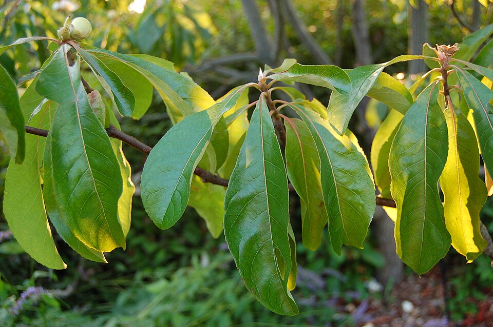 Franklinia alatamaha (franklinia) (alternate view 3)