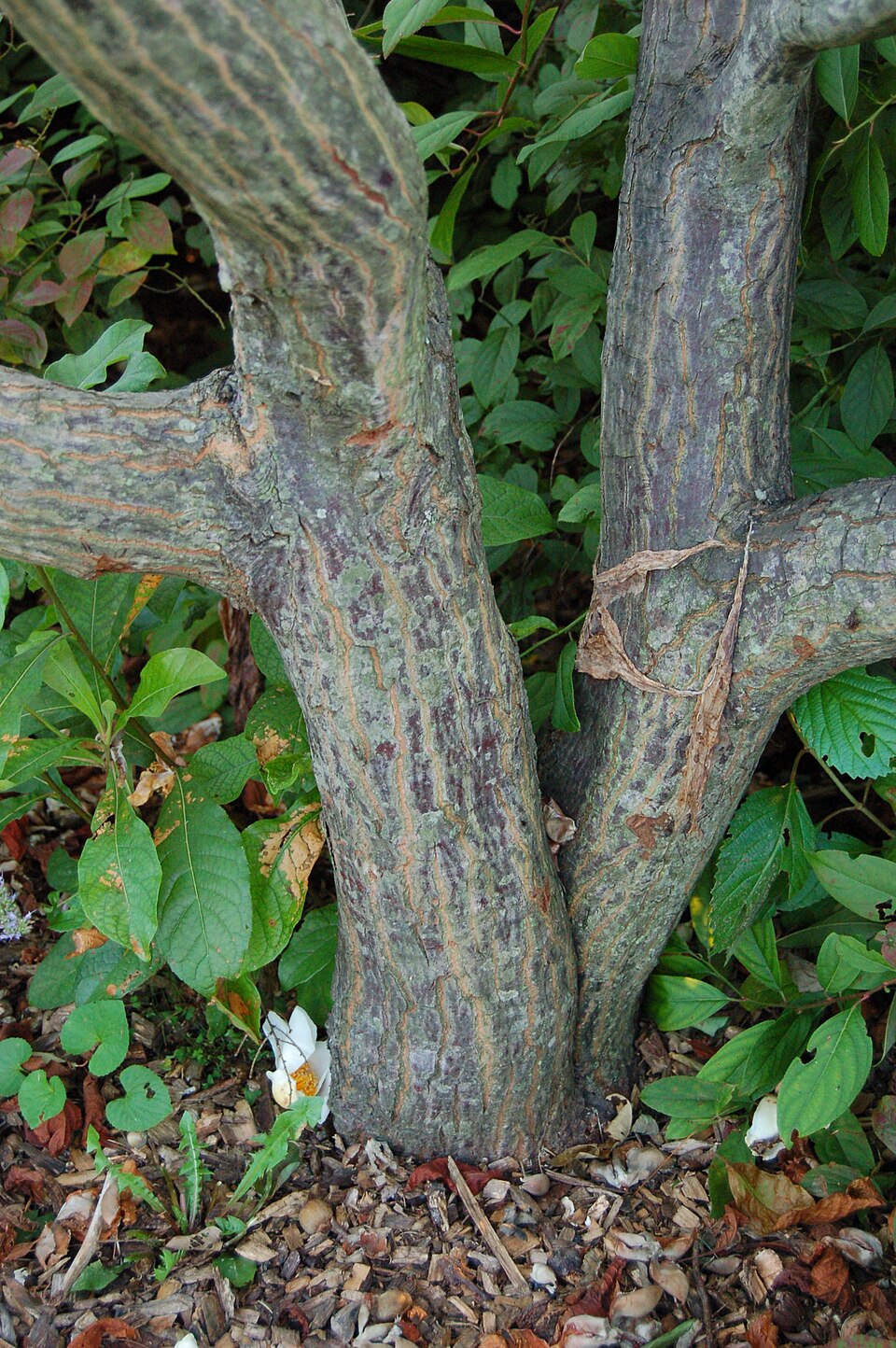 Franklinia alatamaha (franklinia) (alternate view 4)