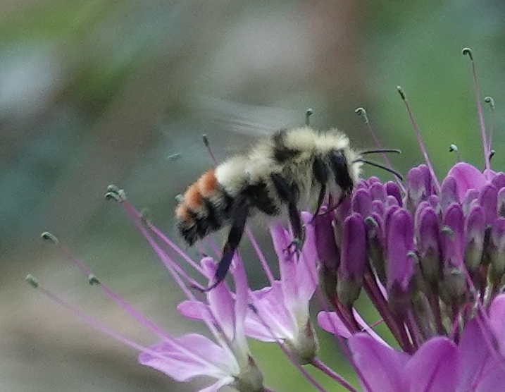 Cleome (Spider Flowers) (alternate view 4)