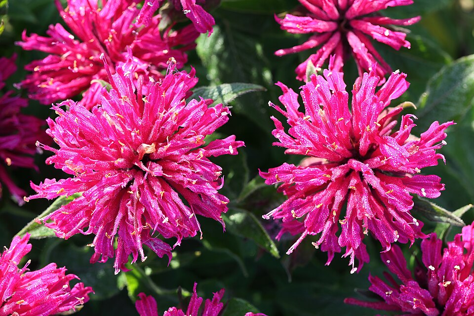 Monarda 'Petite Delight' (Petite Delight Bee Balm) (alternate view 2)