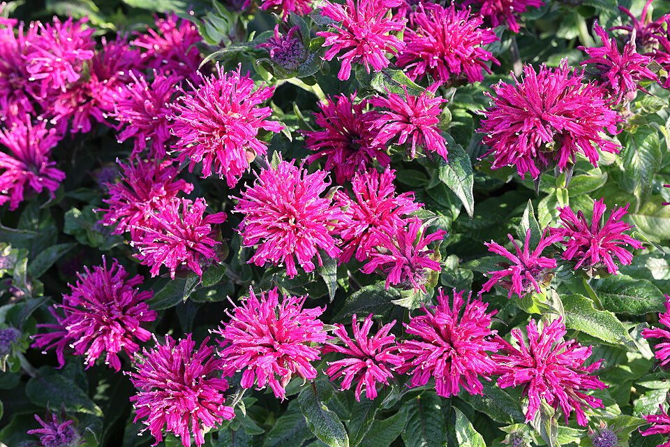 Monarda 'Petite Delight' (Petite Delight Bee Balm) (alternate view 3)