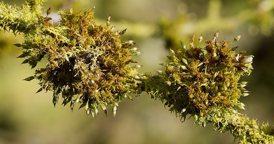 Orthotrichum pulchellum (Elegant Bristle-moss)