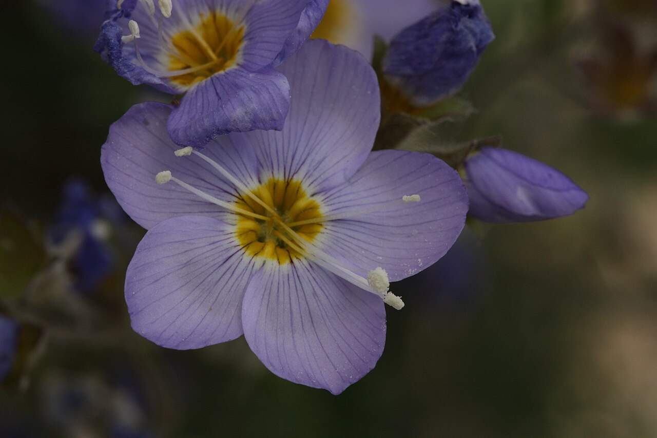 Polemonium boreale (Northern Jacob's Ladder)