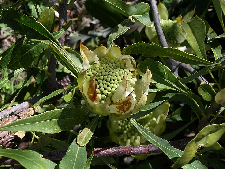 Telopea speciosissima (Waratah) (alternate view 7)