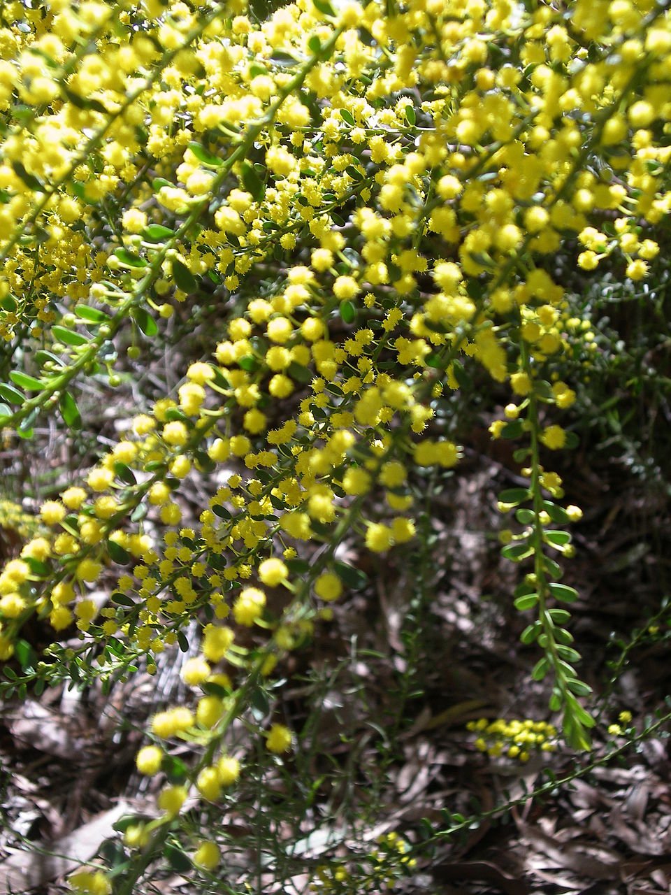 Acacia acinacea (Round-leaf Wattle) (alternate view 2)